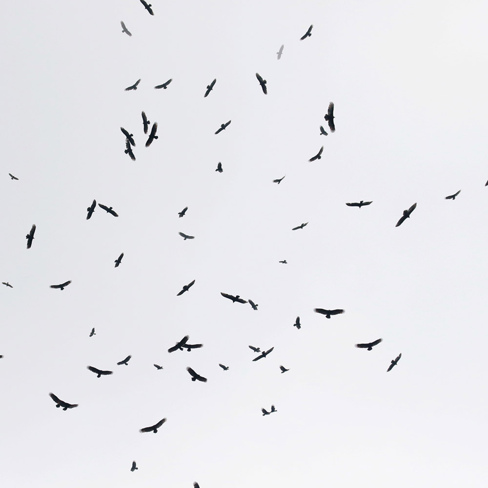 Kettle with Turkey Vultures